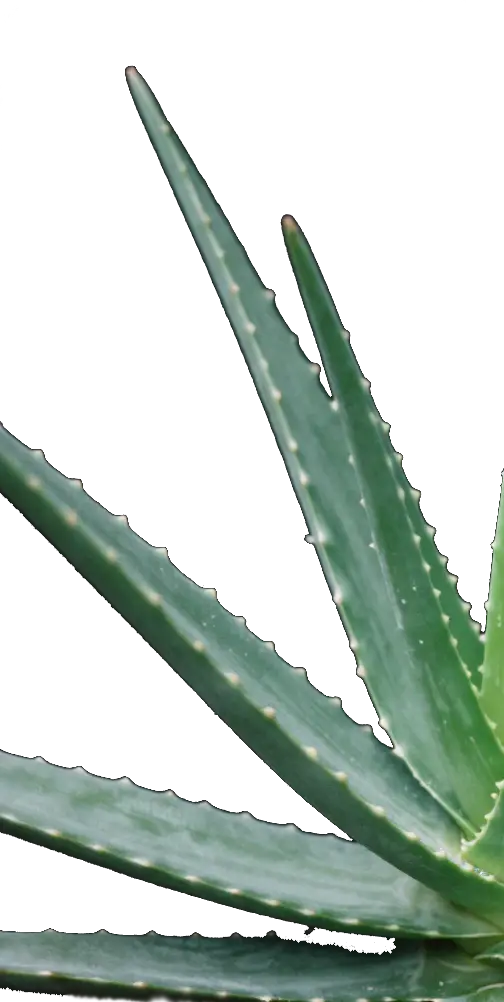aloe-plant