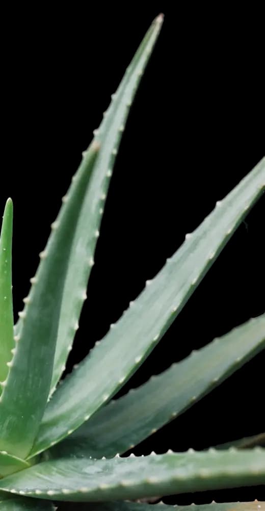 aloe-plant