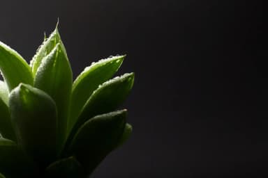 Aloe Vera